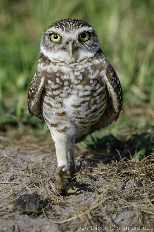 burrowing owl